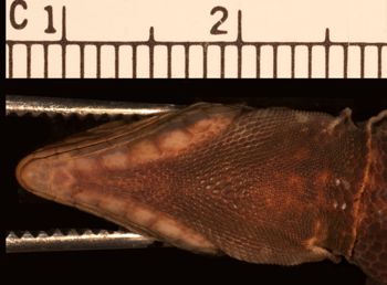 Media type: image;   Herpetology R-53926